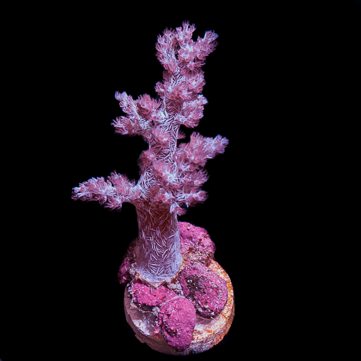 MS-1half-Nepthea sp. - Japan Rare Koji Wada Pink Nepthea-139.jpg