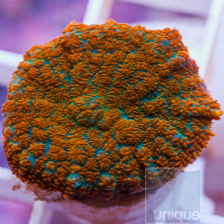 MS-1half-orange-blue-rhodactis-25.jpg