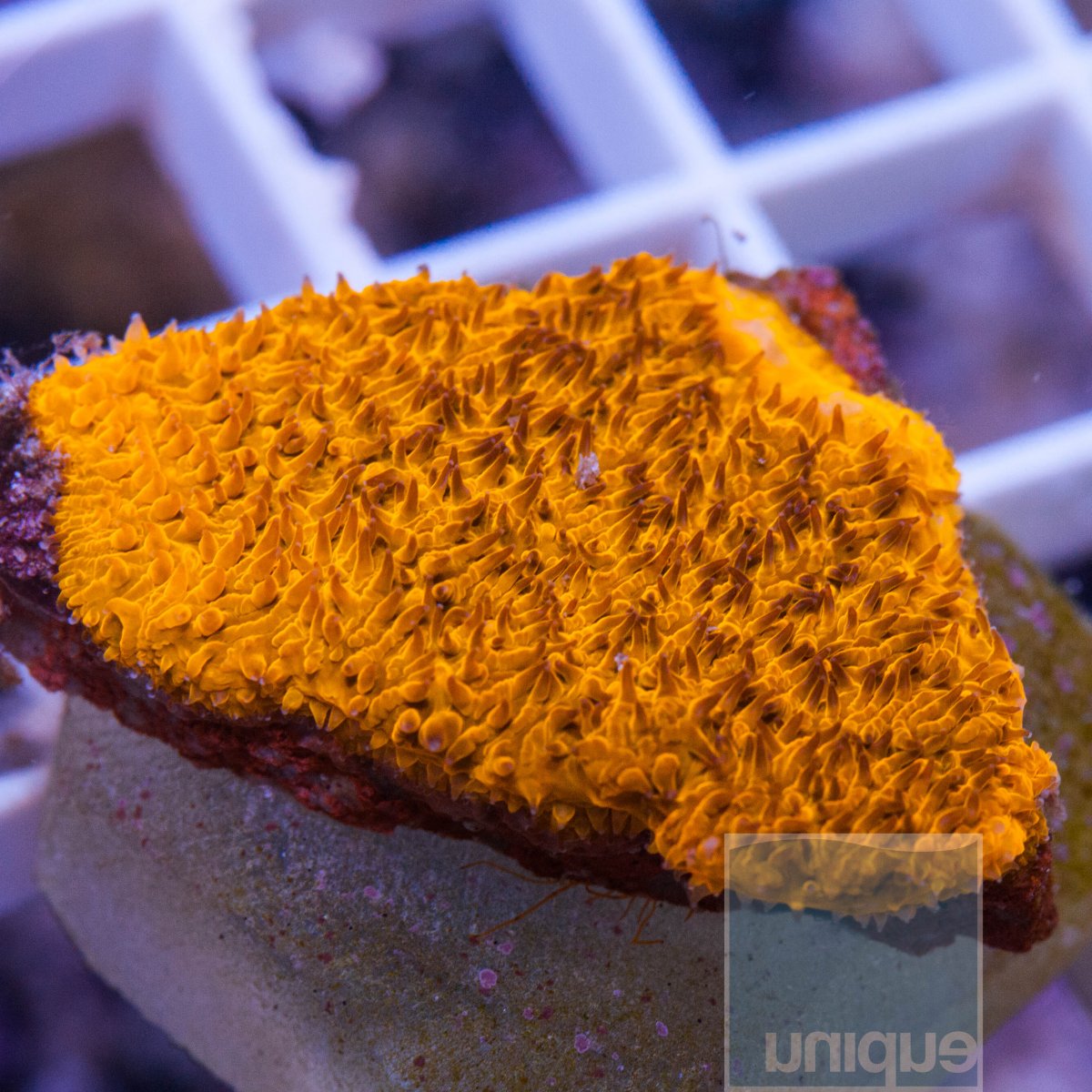 MS-1half-orange-lithophyllon-40.jpg