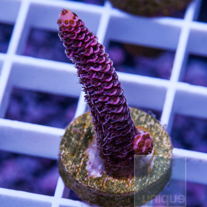 MS-1half-pink-millepora-39.jpg