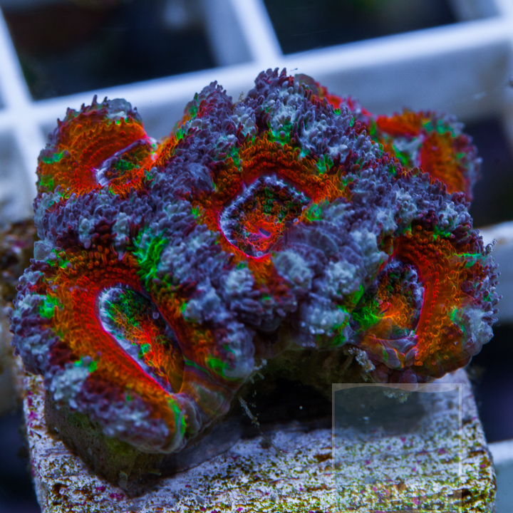 MS-1half-rainbow-acan-33.jpg