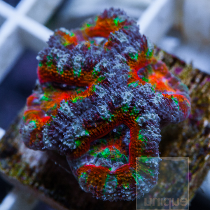 MS-1half-rainbow-acan-42.jpg