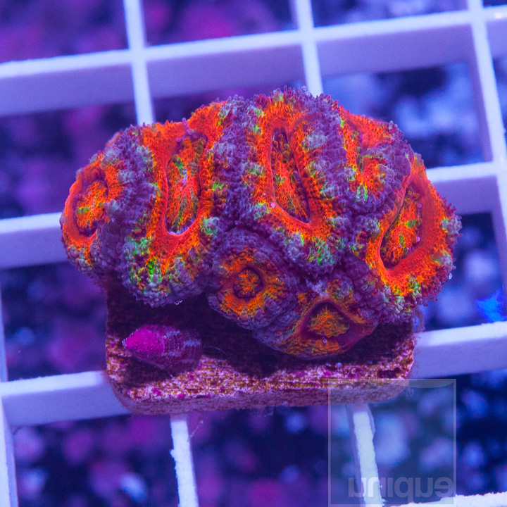 MS-1half-rainbow-acan-frag-80.jpg