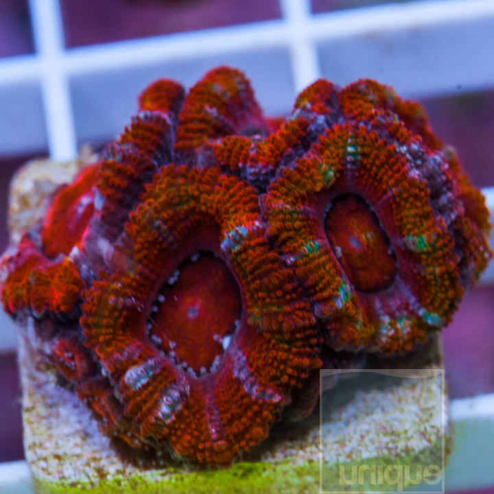 MS-1half-ultra-acan-lord-30.jpg