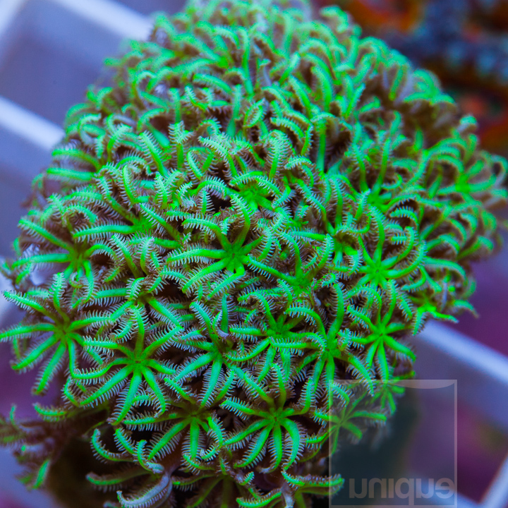 MS-2-neon-green-organ-pipe-coral-30.jpg