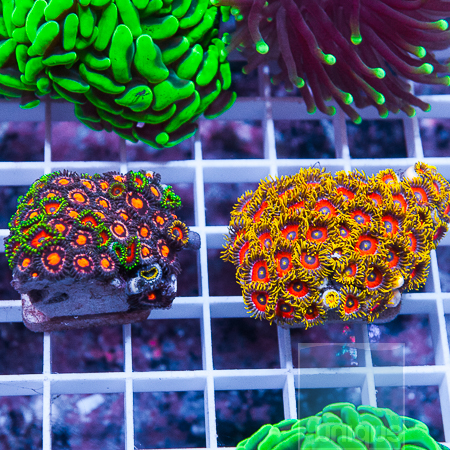 MS-2-piece-zoanthid-frag-pack-39-69.jpg