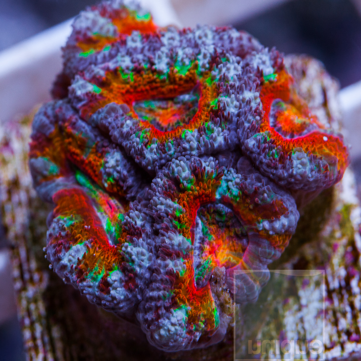 MS-2-rainbow-acan-lord-30.jpg