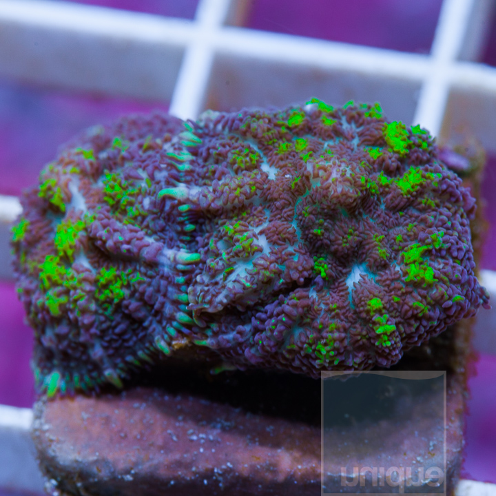 MS-2-toxic-green-rhodactis-40.jpg