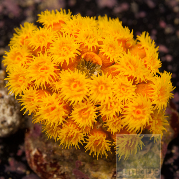 MS-2half-orange-sun-coral-75.jpg