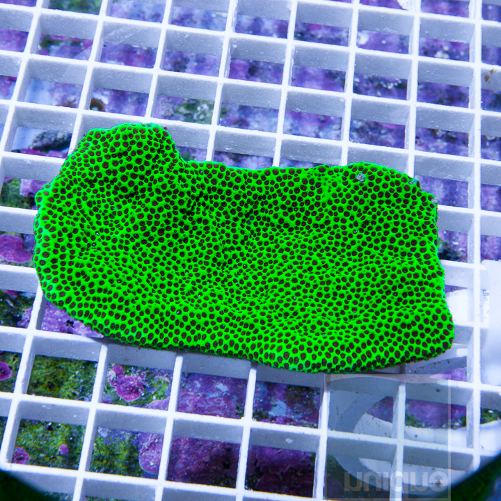 MS-3-porites-sp-super-green-porites-100.jpg