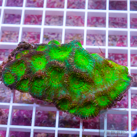 MS-acan echinada 59 99.jpg