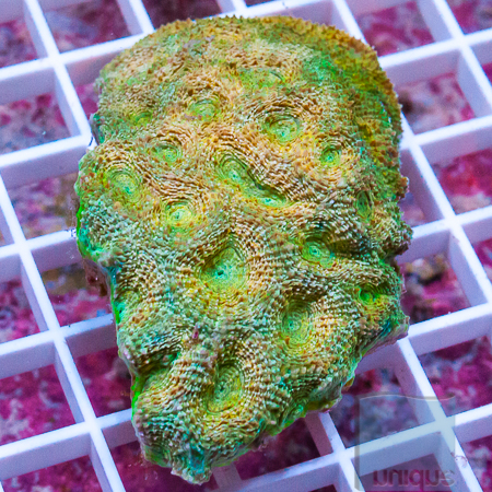 MS-acan echinada 89 139.jpg