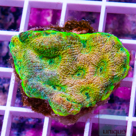 MS-acan echinata 34 49.jpg