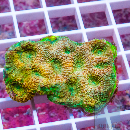 MS-acan echinata 69 99.jpg