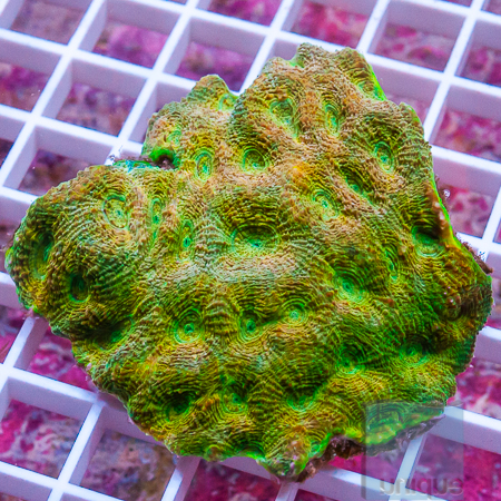 MS-acan echinata 79 119.jpg