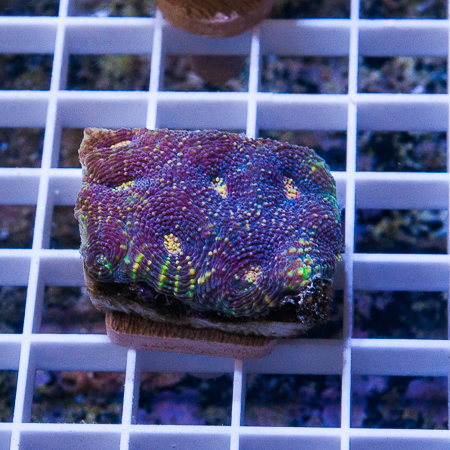 MS-acan echinata 8 32.jpg