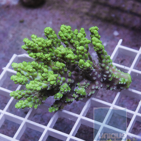 MS-Acropora colony 119 159.JPG