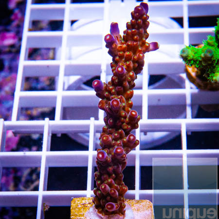 MS-Acropora  valida 79 49.jpg