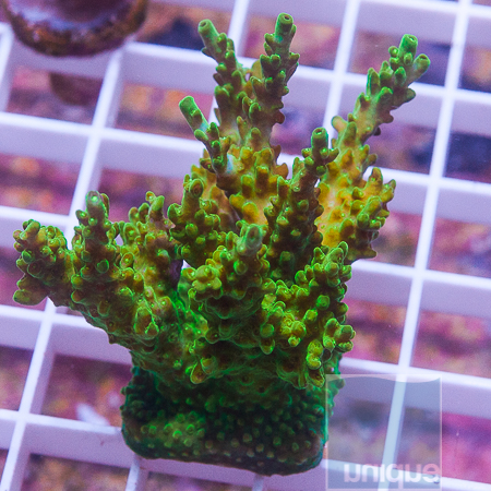 MS-acropora with potential 99 154.JPG