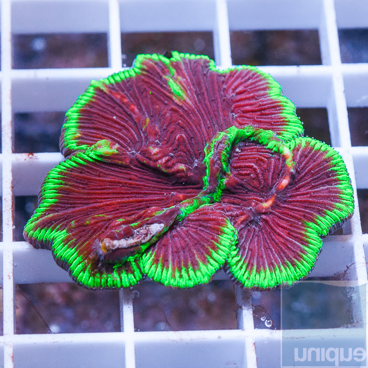 MS-aussie-plate-coral-99.jpg