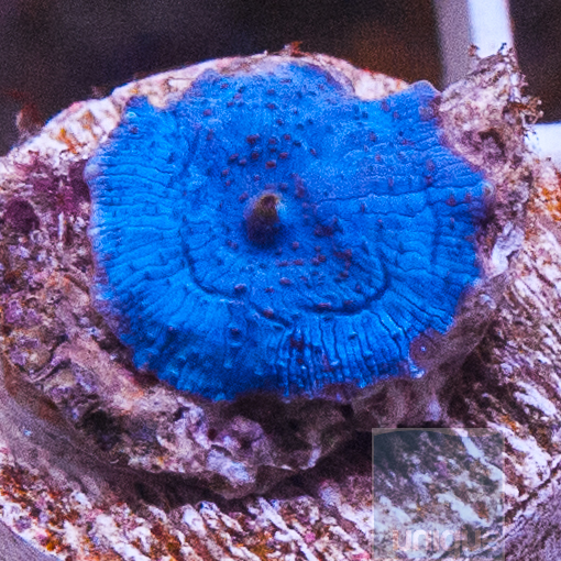 MS-blue-mushroom-5.jpg