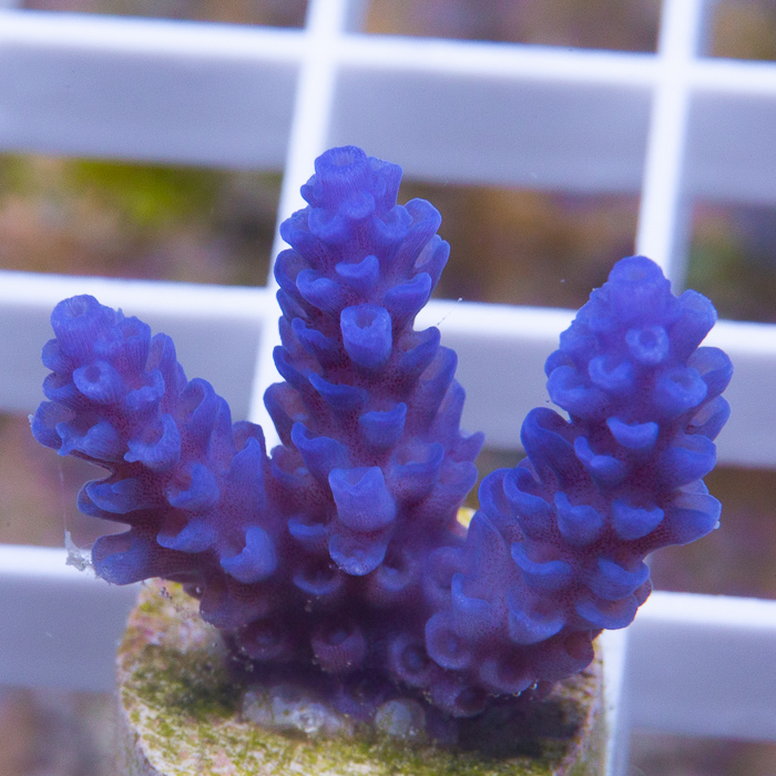 MS-blue-vermiculata-20-30 (3).jpg