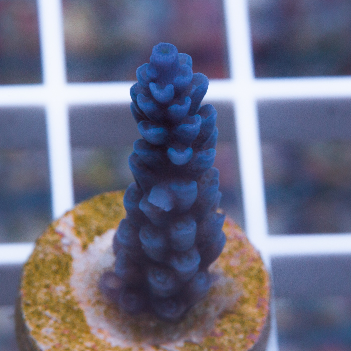 MS-blue-vermiculata-5.jpg