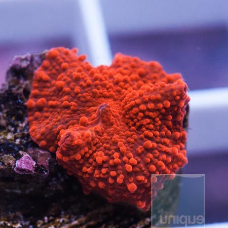 MS-bright red mushroom 38 59.JPG