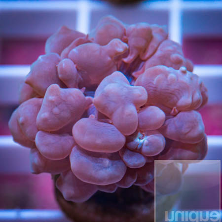 MS-bubble coral 79 47.jpg