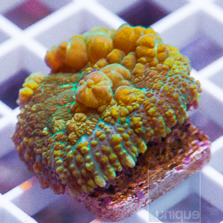 MS-bubbly mushroom 129 199.jpg