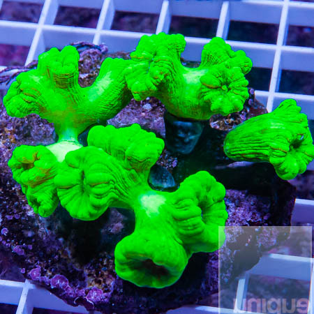 MS-Candy cane colony 99 69.jpg