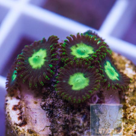 MS-colorful zoanthids 12 29.JPG