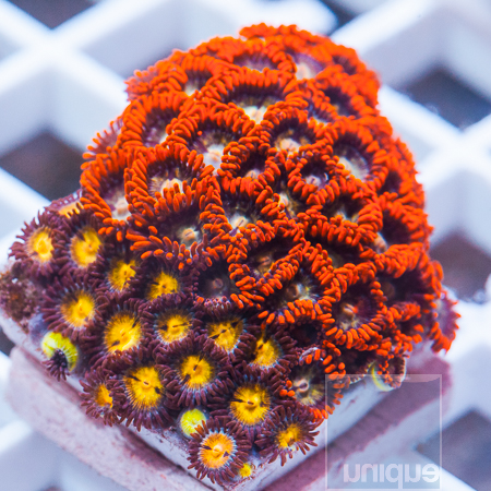 MS-colorful-zoanthids-19-34.jpg