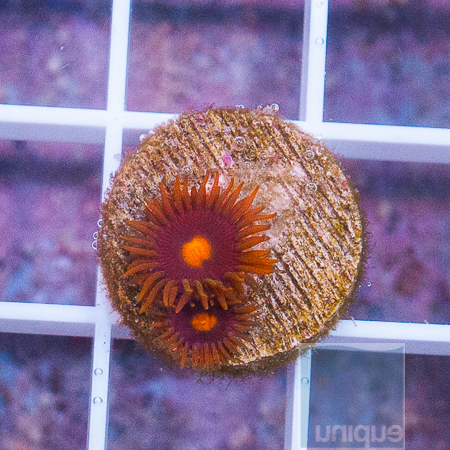 MS-Colorful zoanthiDs 8 19.JPG