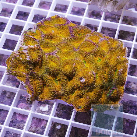 MS-crazy acan echinata 155 229.JPG