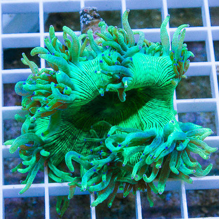 MS-elegance coral 49 79.jpg