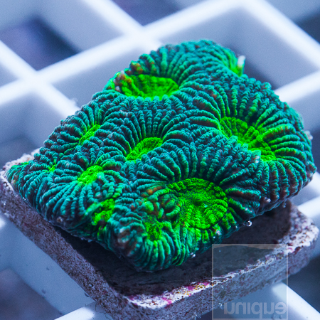 MS-favia-coral-5.jpg