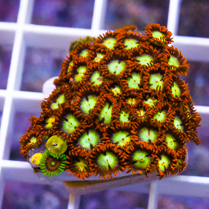 MS-fire-ice-zoas-20-30.jpg