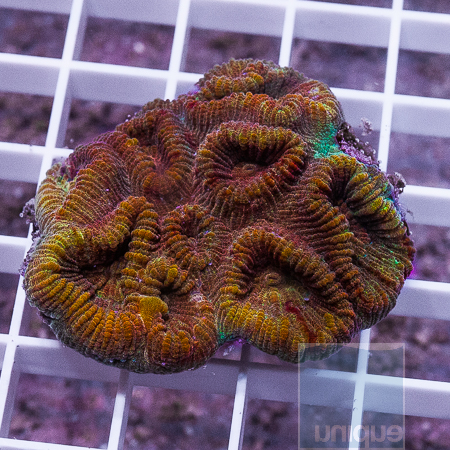 MS-fluted moon coral 49 89.jpg