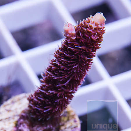 MS-foxtail millepora 49 89.jpg