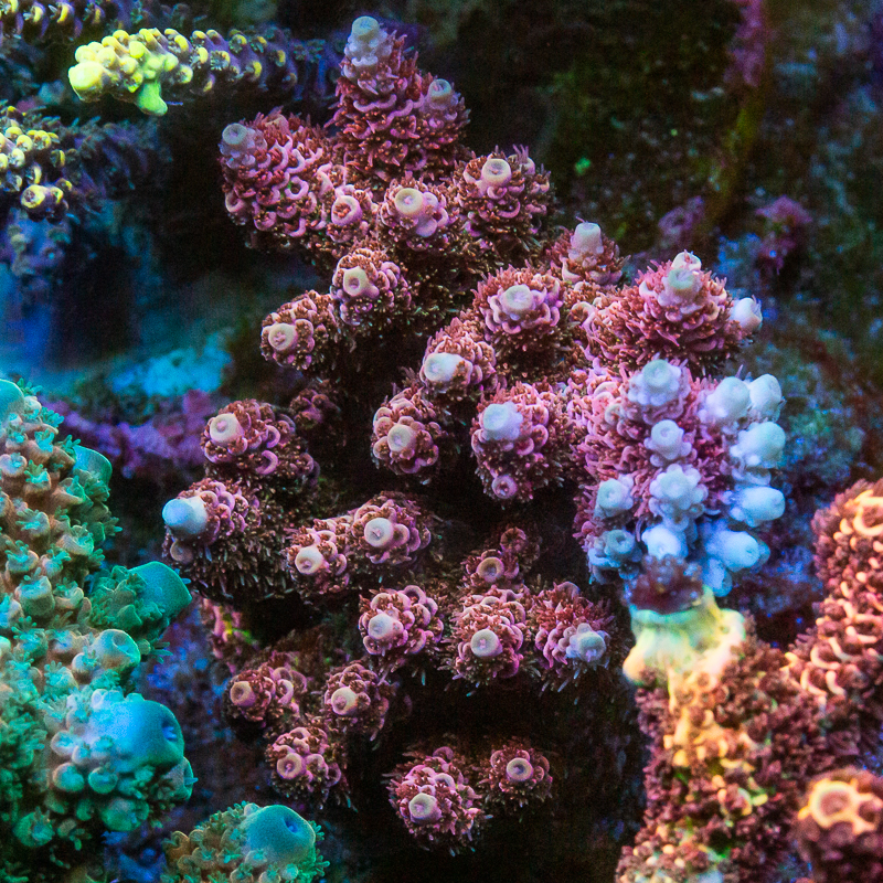 MS-fully colored up millepora colony 349 279.jpg