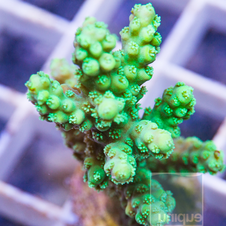 MS-fuzzy acropora 39 59.jpg