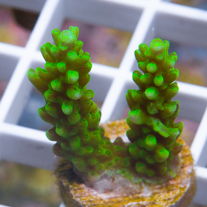 MS-gamma-green-acropora-29-59.jpg