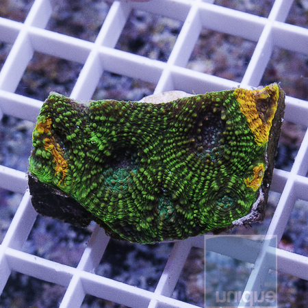 MS-grafted acan echinata 44 76.JPG