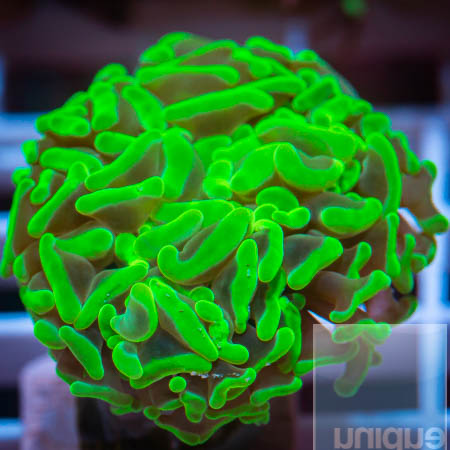 MS-green hammer coral 59 39.jpg