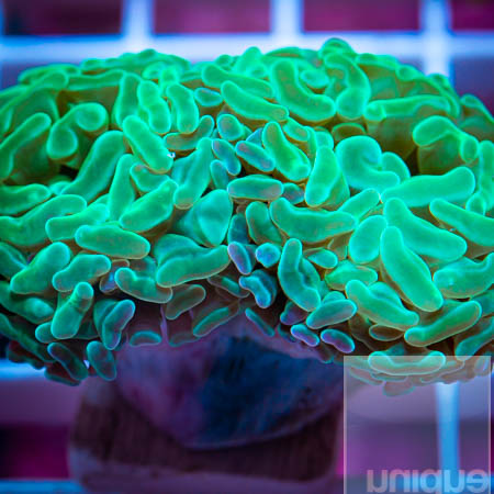 MS-green hammer coral 69 44.jpg