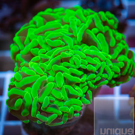 MS-green hammer coral 79 49.jpg