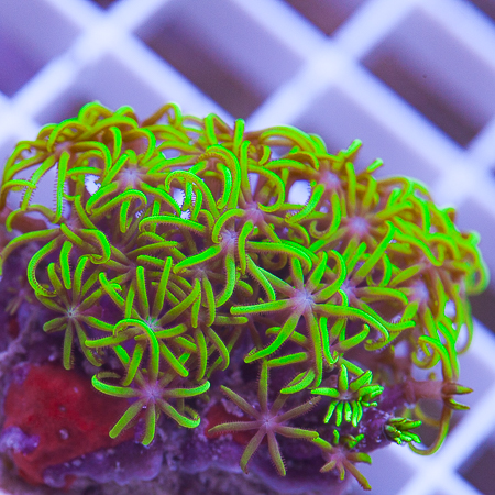 MS-Green star polyps 8 16.jpg