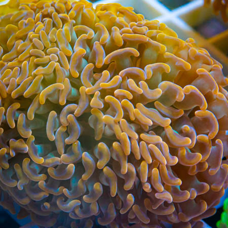 MS-green stem hammer coral 399 229.jpg