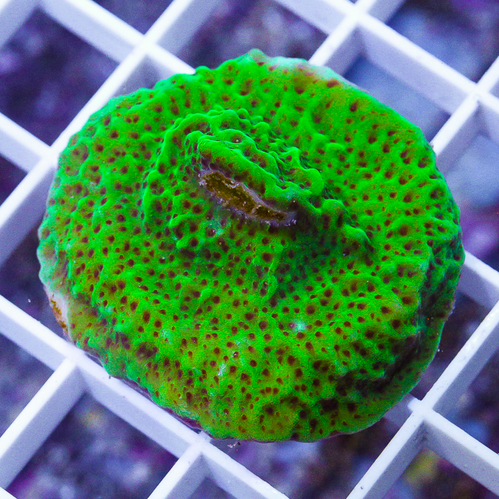 MS-grinch-montipora-39-59.jpg